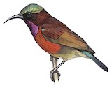 Purple-throated Sunbird Illustration