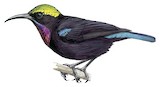 Black Sunbird Illustration