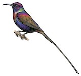 Purple-breasted Sunbird Illustration