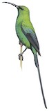 Malachite Sunbird Illustration