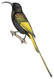 Golden-winged Sunbird Illustration