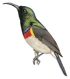 Western Miombo Sunbird Illustration