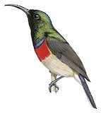 Eastern Miombo Sunbird Illustration