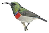 Southern Double-collared Sunbird Illustration