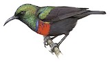 Neergaard's Sunbird Illustration