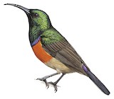 Greater Double-collared Sunbird Illustration