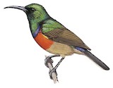 Rwenzori Double-collared Sunbird Illustration