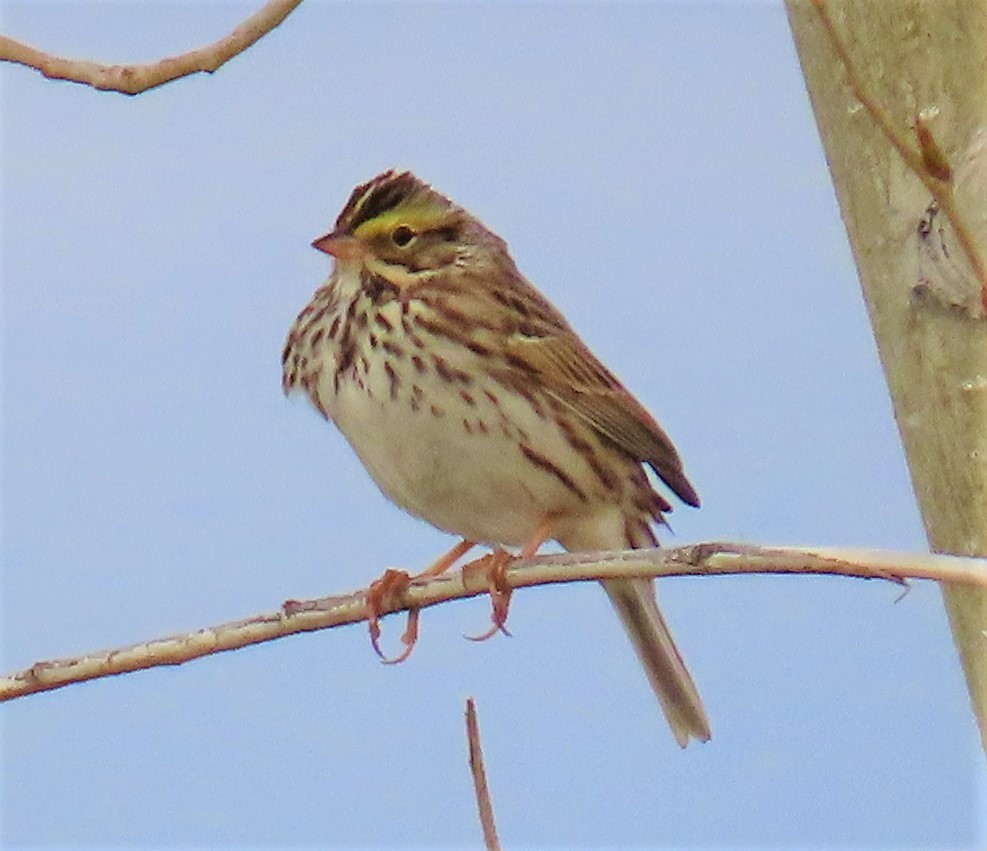 Savannah Sparrow - ML153162221