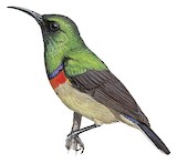 Prigogine's Double-collared Sunbird Illustration