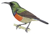 Ludwig's Double-collared Sunbird Illustration