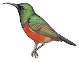 Rockefeller's Sunbird Illustration