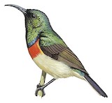 Eastern Double-collared Sunbird Illustration