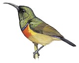 Moreau's Sunbird Illustration