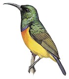 Loveridge's Sunbird Illustration