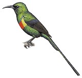 Beautiful Sunbird Illustration