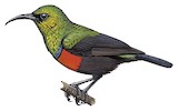 Shelley's Sunbird Illustration