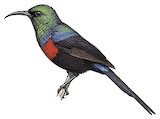 Red-chested Sunbird Illustration