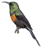 Black-bellied Sunbird Illustration