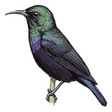 Pemba Sunbird Illustration