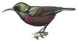 Orange-tufted Sunbird Illustration