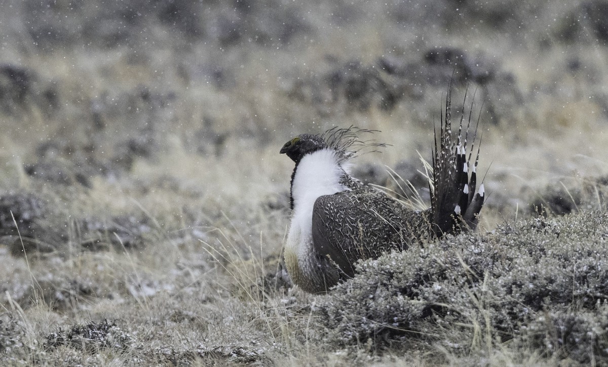 Greater Sage-Grouse - ML153163171