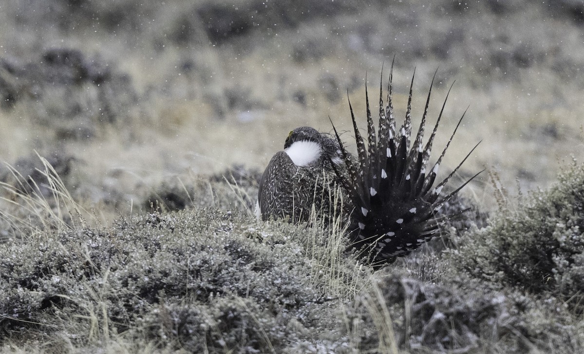 Greater Sage-Grouse - ML153163191
