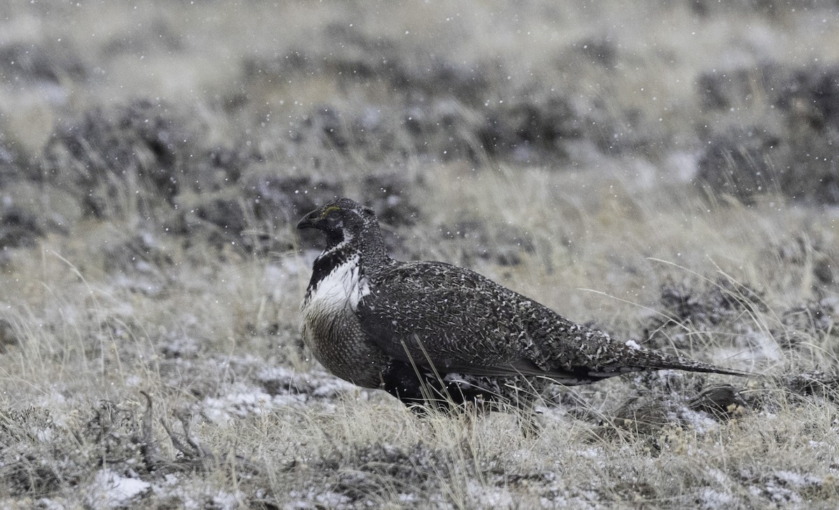 Greater Sage-Grouse - ML153163201
