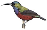 Superb Sunbird Illustration