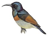 Rufous-winged Sunbird Illustration