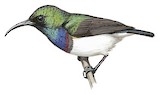 Oustalet's Sunbird Illustration