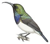 White-bellied Sunbird Illustration