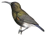 Dusky Sunbird Illustration