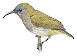 Ursula's Sunbird Illustration