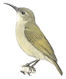 Bates's Sunbird Illustration