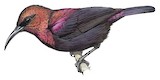 Copper Sunbird Illustration