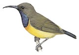 Apricot-breasted Sunbird Illustration