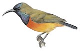 Flame-breasted Sunbird Illustration