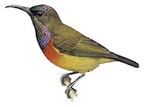 Humblot's Sunbird Illustration