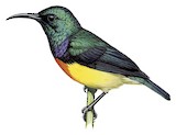 Mayotte Sunbird Illustration