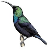 Malagasy Green Sunbird Illustration