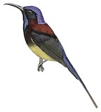 Black-throated Sunbird Illustration