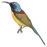 Green-tailed Sunbird Illustration