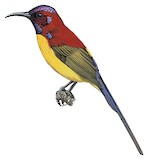 Mrs. Gould's Sunbird Illustration