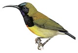 Flaming Sunbird Illustration