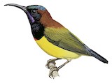 Maroon-naped Sunbird Illustration