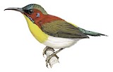 Handsome Sunbird Illustration