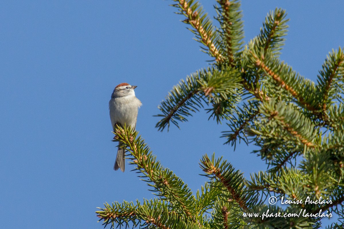 Chipping Sparrow - Louise Auclair