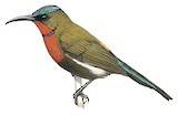 White-flanked Sunbird Illustration