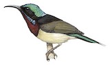 Fork-tailed Sunbird Illustration