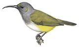 Grey-hooded Sunbird Illustration